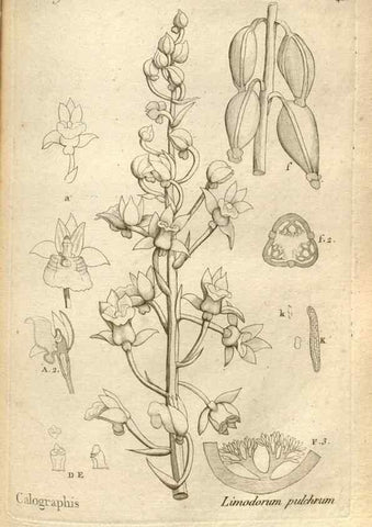 Reproducción/Reproduction 49121428616: Histoire particulière des plantes Orchidées recueillies sur les trois îles australes d'Afrique, de France, de Bourbon et de Madagascar /. Paris :L'auteur,1822.. 