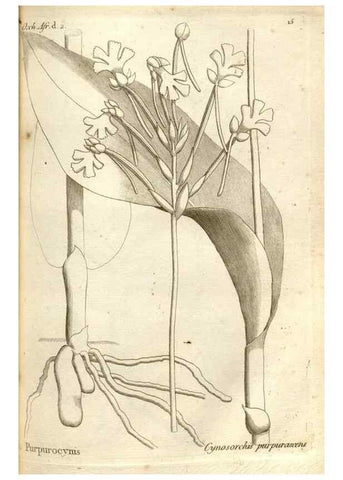 Reproducción/Reproduction 49121420486: Histoire particulière des plantes Orchidées recueillies sur les trois îles australes d'Afrique, de France, de Bourbon et de Madagascar /. Paris :L'auteur,1822.. 