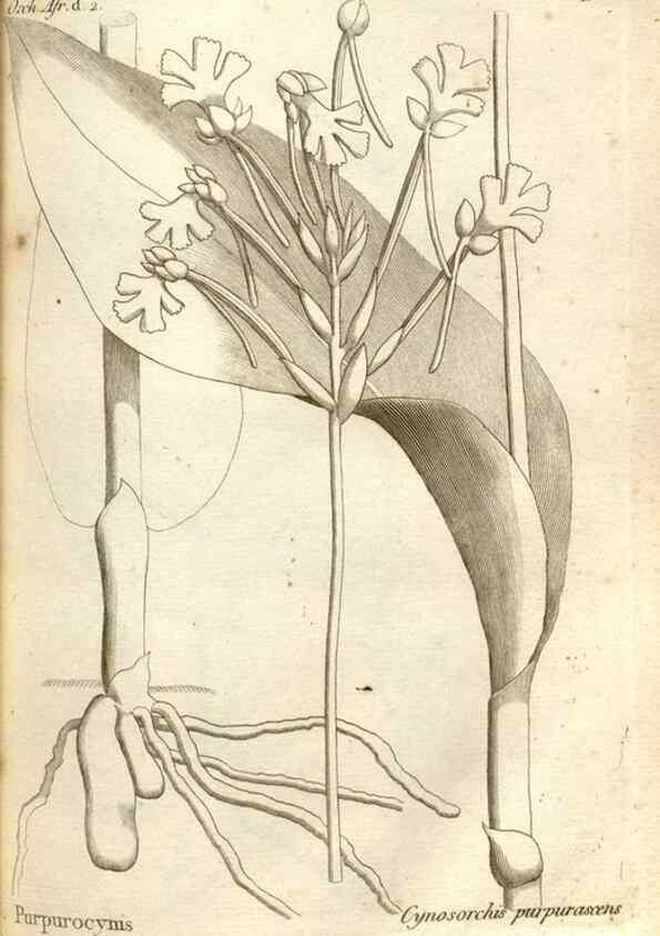 Reproducción/Reproduction 49121420486: Histoire particulière des plantes Orchidées recueillies sur les trois îles australes d'Afrique, de France, de Bourbon et de Madagascar /. Paris :L'auteur,1822.. 