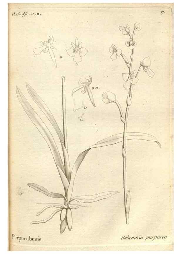 Reproducción/Reproduction 49120917973: Histoire particulière des plantes Orchidées recueillies sur les trois îles australes d'Afrique, de France, de Bourbon et de Madagascar /. Paris :L'auteur,1822.. 
