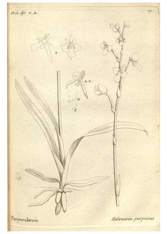Reproducción/Reproduction 49120917973: Histoire particulière des plantes Orchidées recueillies sur les trois îles australes d'Afrique, de France, de Bourbon et de Madagascar /. Paris :L'auteur,1822.. 