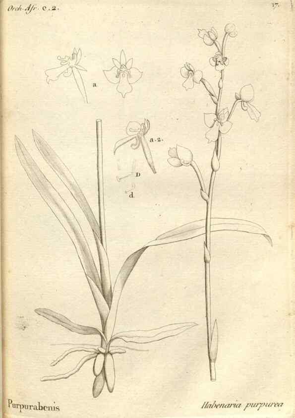 Reproducción/Reproduction 49120917973: Histoire particulière des plantes Orchidées recueillies sur les trois îles australes d'Afrique, de France, de Bourbon et de Madagascar /. Paris :L'auteur,1822.. 