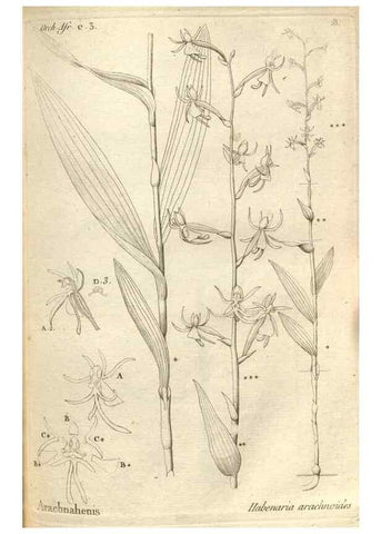 Reproducción/Reproduction 49121421406: Histoire particulière des plantes Orchidées recueillies sur les trois îles australes d'Afrique, de France, de Bourbon et de Madagascar /. Paris :L'auteur,1822.. 