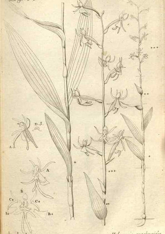 Reproducción/Reproduction 49121421406: Histoire particulière des plantes Orchidées recueillies sur les trois îles australes d'Afrique, de France, de Bourbon et de Madagascar /. Paris :L'auteur,1822.. 