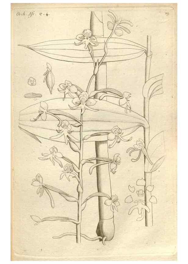 Reproducción/Reproduction 49120918513: Histoire particulière des plantes Orchidées recueillies sur les trois îles australes d'Afrique, de France, de Bourbon et de Madagascar /. Paris :L'auteur,1822.. 