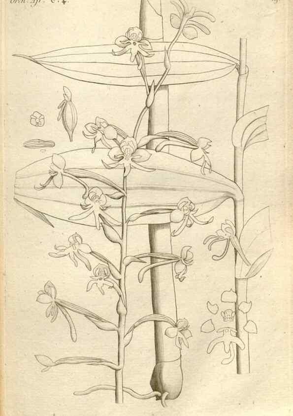 Reproducción/Reproduction 49120918513: Histoire particulière des plantes Orchidées recueillies sur les trois îles australes d'Afrique, de France, de Bourbon et de Madagascar /. Paris :L'auteur,1822.. 
