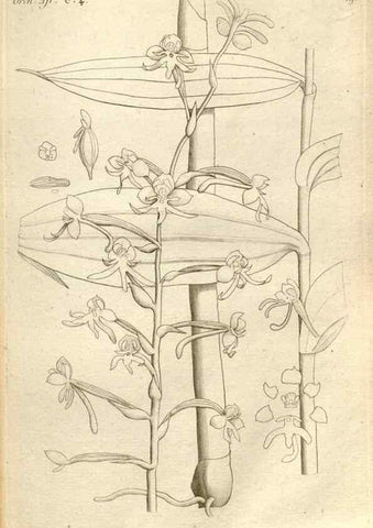 Reproducción/Reproduction 49120918513: Histoire particulière des plantes Orchidées recueillies sur les trois îles australes d'Afrique, de France, de Bourbon et de Madagascar /. Paris :L'auteur,1822.. 