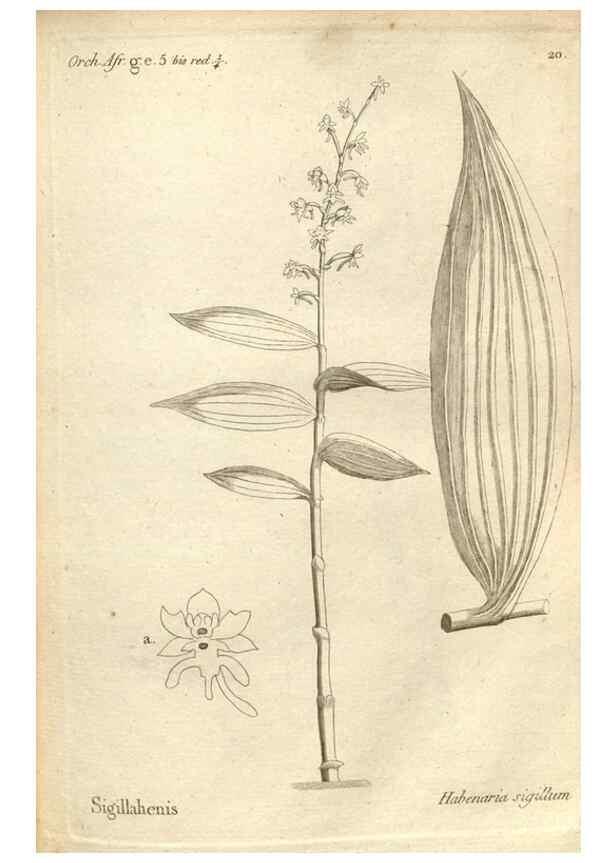 Reproducción/Reproduction 49121421931: Histoire particulière des plantes Orchidées recueillies sur les trois îles australes d'Afrique, de France, de Bourbon et de Madagascar /. Paris :L'auteur,1822.. 