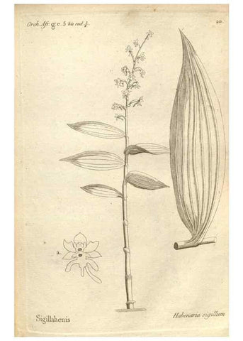 Reproducción/Reproduction 49121421931: Histoire particulière des plantes Orchidées recueillies sur les trois îles australes d'Afrique, de France, de Bourbon et de Madagascar /. Paris :L'auteur,1822.. 