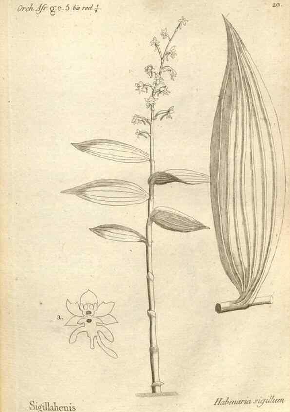 Reproducción/Reproduction 49121421931: Histoire particulière des plantes Orchidées recueillies sur les trois îles australes d'Afrique, de France, de Bourbon et de Madagascar /. Paris :L'auteur,1822.. 