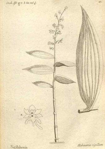 Reproducción/Reproduction 49121421931: Histoire particulière des plantes Orchidées recueillies sur les trois îles australes d'Afrique, de France, de Bourbon et de Madagascar /. Paris :L'auteur,1822.. 