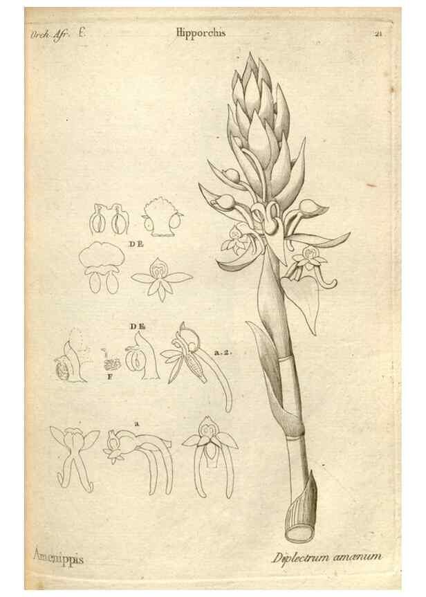 Reproducción/Reproduction 49121612142: Histoire particulière des plantes Orchidées recueillies sur les trois îles australes d'Afrique, de France, de Bourbon et de Madagascar /. Paris :L'auteur,1822.. 