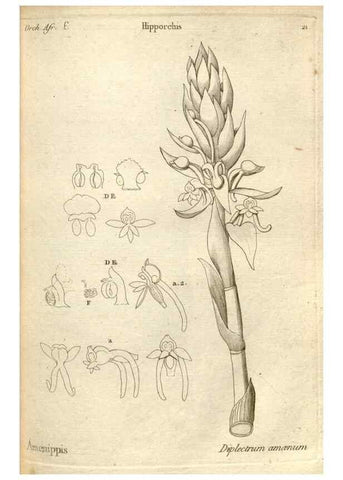 Reproducción/Reproduction 49121612142: Histoire particulière des plantes Orchidées recueillies sur les trois îles australes d'Afrique, de France, de Bourbon et de Madagascar /. Paris :L'auteur,1822.. 