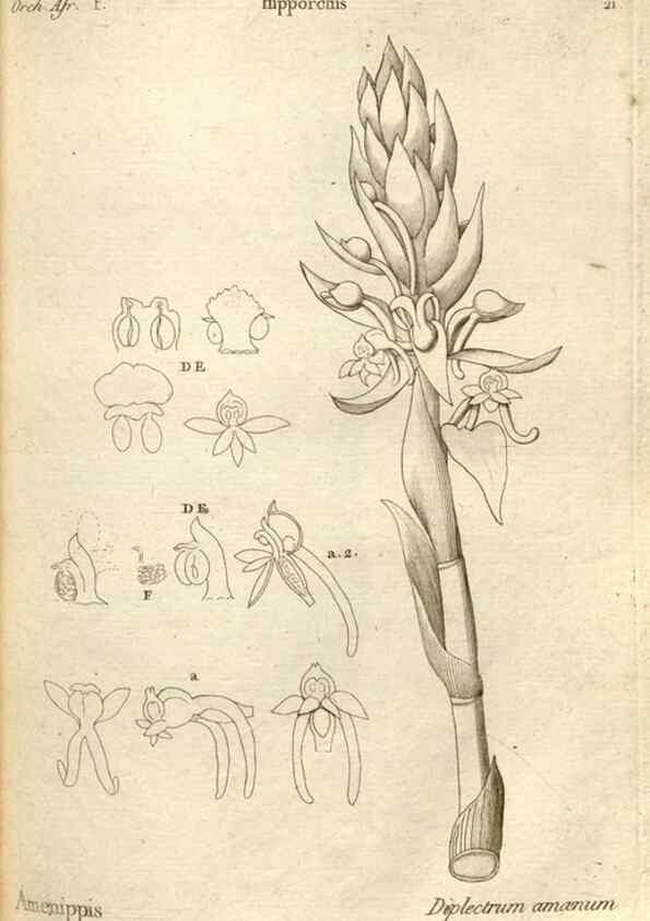 Reproducción/Reproduction 49121612142: Histoire particulière des plantes Orchidées recueillies sur les trois îles australes d'Afrique, de France, de Bourbon et de Madagascar /. Paris :L'auteur,1822.. 