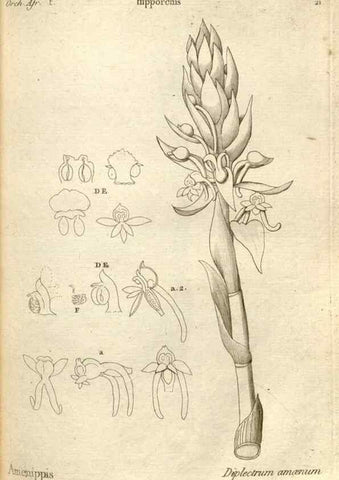 Reproducción/Reproduction 49121612142: Histoire particulière des plantes Orchidées recueillies sur les trois îles australes d'Afrique, de France, de Bourbon et de Madagascar /. Paris :L'auteur,1822.. 