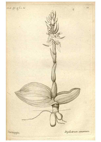 Reproducción/Reproduction 49121612472: Histoire particulière des plantes Orchidées recueillies sur les trois îles australes d'Afrique, de France, de Bourbon et de Madagascar /. Paris :L'auteur,1822.. 