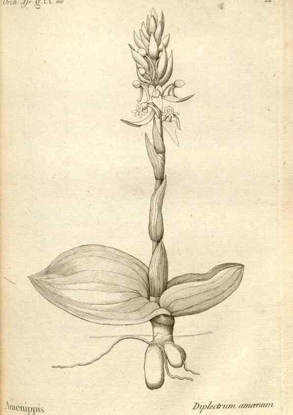 Reproducción/Reproduction 49121612472: Histoire particulière des plantes Orchidées recueillies sur les trois îles australes d'Afrique, de France, de Bourbon et de Madagascar /. Paris :L'auteur,1822.. 