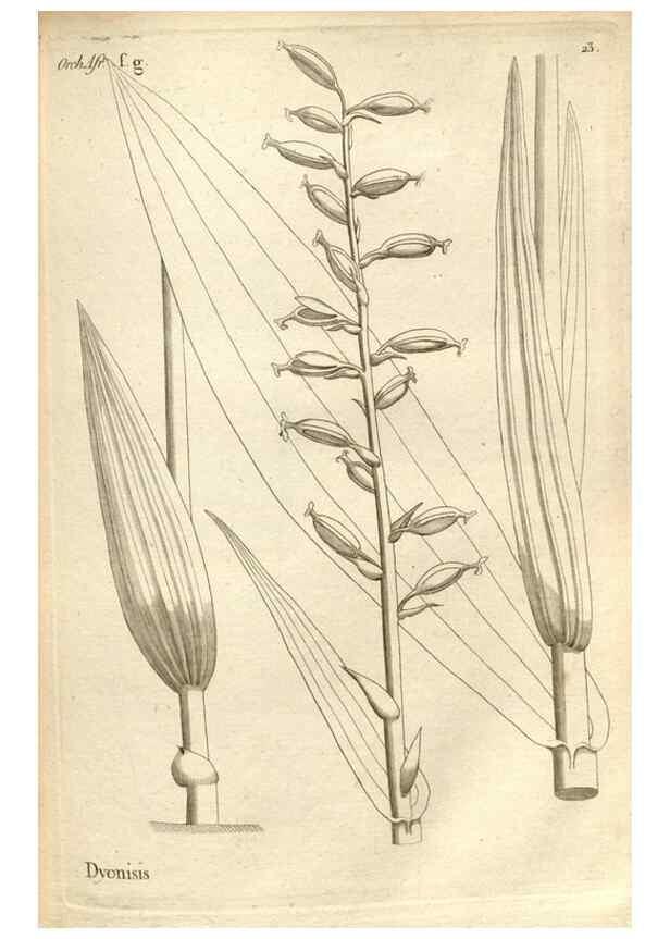 Reproducción/Reproduction 49121612767: Histoire particulière des plantes Orchidées recueillies sur les trois îles australes d'Afrique, de France, de Bourbon et de Madagascar /. Paris :L'auteur,1822.. 