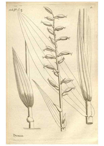 Reproducción/Reproduction 49121612767: Histoire particulière des plantes Orchidées recueillies sur les trois îles australes d'Afrique, de France, de Bourbon et de Madagascar /. Paris :L'auteur,1822.. 