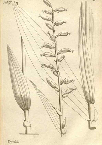 Reproducción/Reproduction 49121612767: Histoire particulière des plantes Orchidées recueillies sur les trois îles australes d'Afrique, de France, de Bourbon et de Madagascar /. Paris :L'auteur,1822.. 