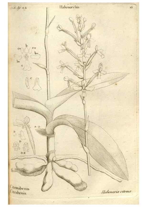 Reproducción/Reproduction 49121610637: Histoire particulière des plantes Orchidées recueillies sur les trois îles australes d'Afrique, de France, de Bourbon et de Madagascar /. Paris :L'auteur,1822.. 