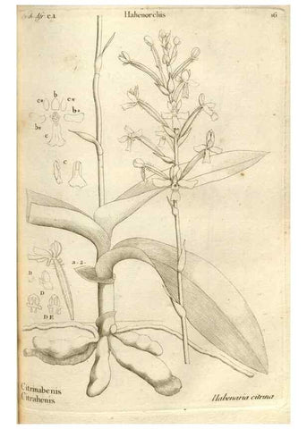Reproducción/Reproduction 49121610637: Histoire particulière des plantes Orchidées recueillies sur les trois îles australes d'Afrique, de France, de Bourbon et de Madagascar /. Paris :L'auteur,1822.. 