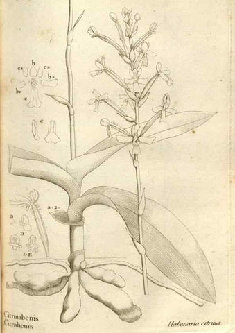 Reproducción/Reproduction 49121610637: Histoire particulière des plantes Orchidées recueillies sur les trois îles australes d'Afrique, de France, de Bourbon et de Madagascar /. Paris :L'auteur,1822.. 