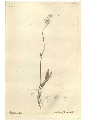 Reproducción/Reproduction 49121418241: Histoire particulière des plantes Orchidées recueillies sur les trois îles australes d'Afrique, de France, de Bourbon et de Madagascar /. Paris :L'auteur,1822.. 