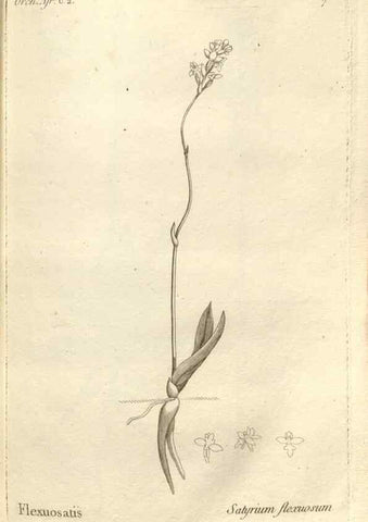 Reproducción/Reproduction 49121418241: Histoire particulière des plantes Orchidées recueillies sur les trois îles australes d'Afrique, de France, de Bourbon et de Madagascar /. Paris :L'auteur,1822.. 