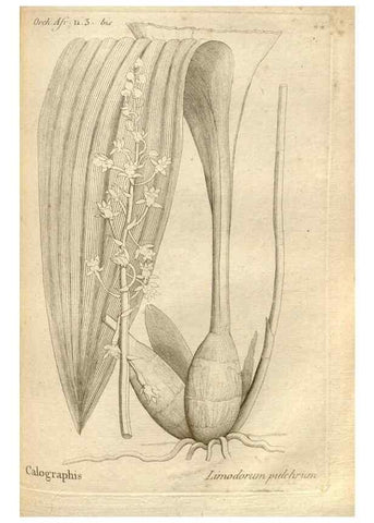 Reproducción/Reproduction 49121428966: Histoire particulière des plantes Orchidées recueillies sur les trois îles australes d'Afrique, de France, de Bourbon et de Madagascar /. Paris :L'auteur,1822.. 