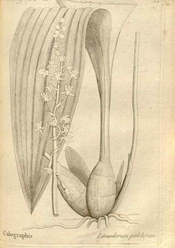 Reproducción/Reproduction 49121428966: Histoire particulière des plantes Orchidées recueillies sur les trois îles australes d'Afrique, de France, de Bourbon et de Madagascar /. Paris :L'auteur,1822.. 