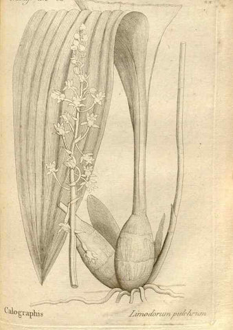 Reproducción/Reproduction 49121428966: Histoire particulière des plantes Orchidées recueillies sur les trois îles australes d'Afrique, de France, de Bourbon et de Madagascar /. Paris :L'auteur,1822.. 