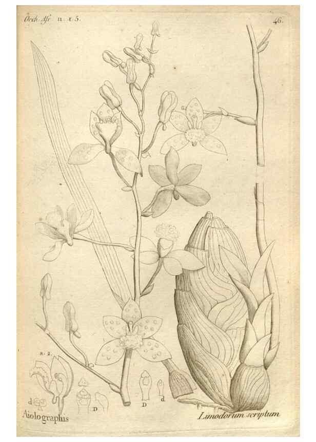 Reproducción/Reproduction 49120926598: Histoire particulière des plantes Orchidées recueillies sur les trois îles australes d'Afrique, de France, de Bourbon et de Madagascar /. Paris :L'auteur,1822.. 