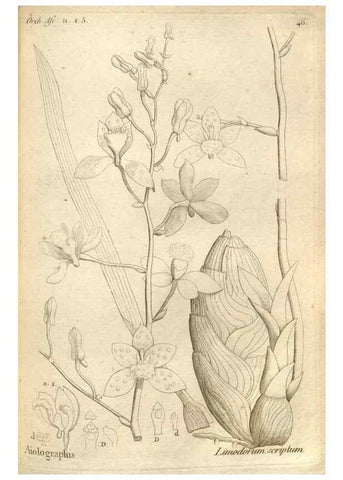 Reproducción/Reproduction 49120926598: Histoire particulière des plantes Orchidées recueillies sur les trois îles australes d'Afrique, de France, de Bourbon et de Madagascar /. Paris :L'auteur,1822.. 