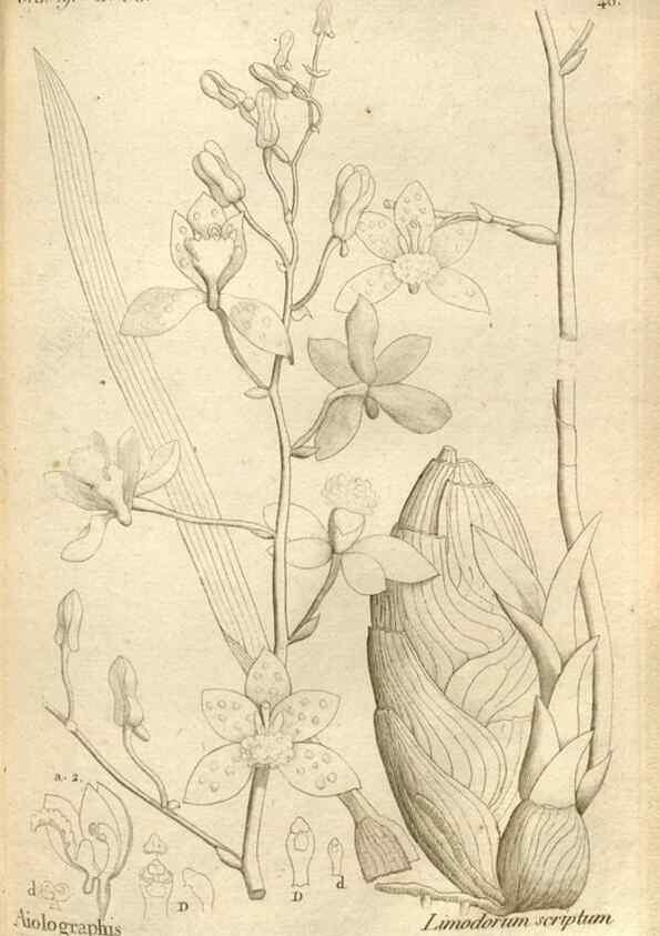 Reproducción/Reproduction 49120926598: Histoire particulière des plantes Orchidées recueillies sur les trois îles australes d'Afrique, de France, de Bourbon et de Madagascar /. Paris :L'auteur,1822.. 