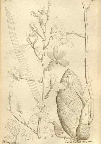 Reproducción/Reproduction 49120926598: Histoire particulière des plantes Orchidées recueillies sur les trois îles australes d'Afrique, de France, de Bourbon et de Madagascar /. Paris :L'auteur,1822.. 