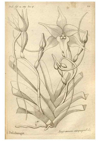 Reproducción/Reproduction 49120933373: Histoire particulière des plantes Orchidées recueillies sur les trois îles australes d'Afrique, de France, de Bourbon et de Madagascar /. Paris :L'auteur,1822.. 