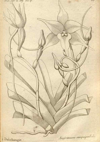 Reproducción/Reproduction 49120933373: Histoire particulière des plantes Orchidées recueillies sur les trois îles australes d'Afrique, de France, de Bourbon et de Madagascar /. Paris :L'auteur,1822.. 
