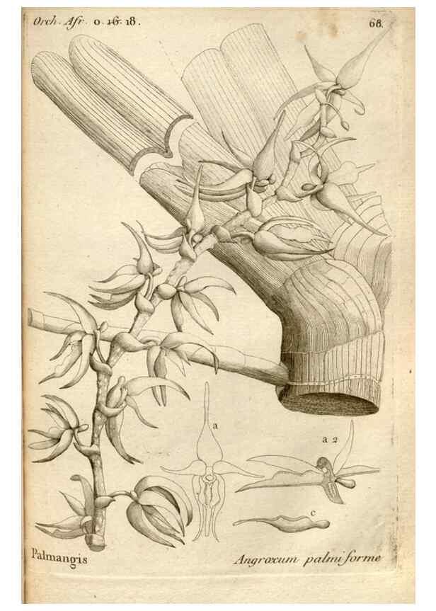 Reproducción/Reproduction 49120933743: Histoire particulière des plantes Orchidées recueillies sur les trois îles australes d'Afrique, de France, de Bourbon et de Madagascar /. Paris :L'auteur,1822.. 