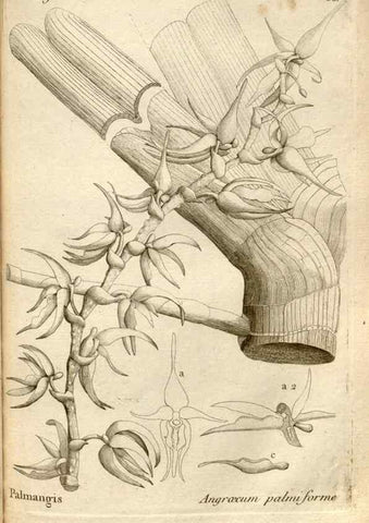 Reproducción/Reproduction 49120933743: Histoire particulière des plantes Orchidées recueillies sur les trois îles australes d'Afrique, de France, de Bourbon et de Madagascar /. Paris :L'auteur,1822.. 
