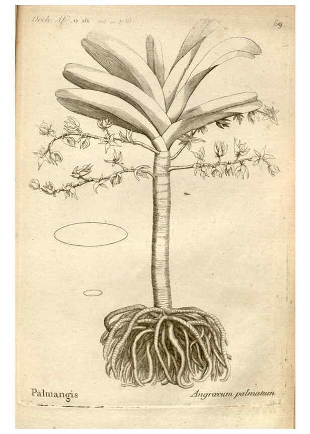 Reproducción/Reproduction 49121627152: Histoire particulière des plantes Orchidées recueillies sur les trois îles australes d'Afrique, de France, de Bourbon et de Madagascar /. Paris :L'auteur,1822.. 
