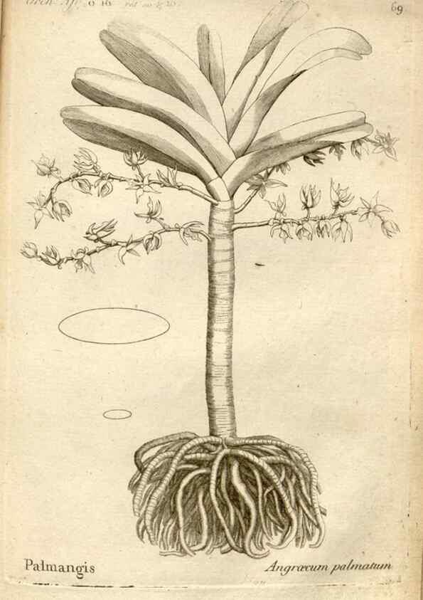 Reproducción/Reproduction 49121627152: Histoire particulière des plantes Orchidées recueillies sur les trois îles australes d'Afrique, de France, de Bourbon et de Madagascar /. Paris :L'auteur,1822.. 