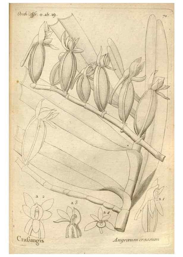 Reproducción/Reproduction 49120934423: Histoire particulière des plantes Orchidées recueillies sur les trois îles australes d'Afrique, de France, de Bourbon et de Madagascar /. Paris :L'auteur,1822.. 
