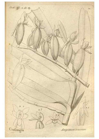Reproducción/Reproduction 49120934423: Histoire particulière des plantes Orchidées recueillies sur les trois îles australes d'Afrique, de France, de Bourbon et de Madagascar /. Paris :L'auteur,1822.. 