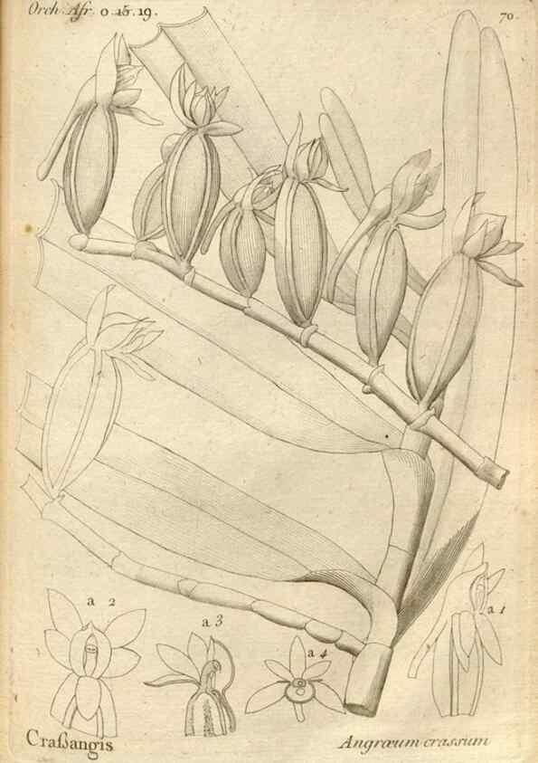Reproducción/Reproduction 49120934423: Histoire particulière des plantes Orchidées recueillies sur les trois îles australes d'Afrique, de France, de Bourbon et de Madagascar /. Paris :L'auteur,1822.. 