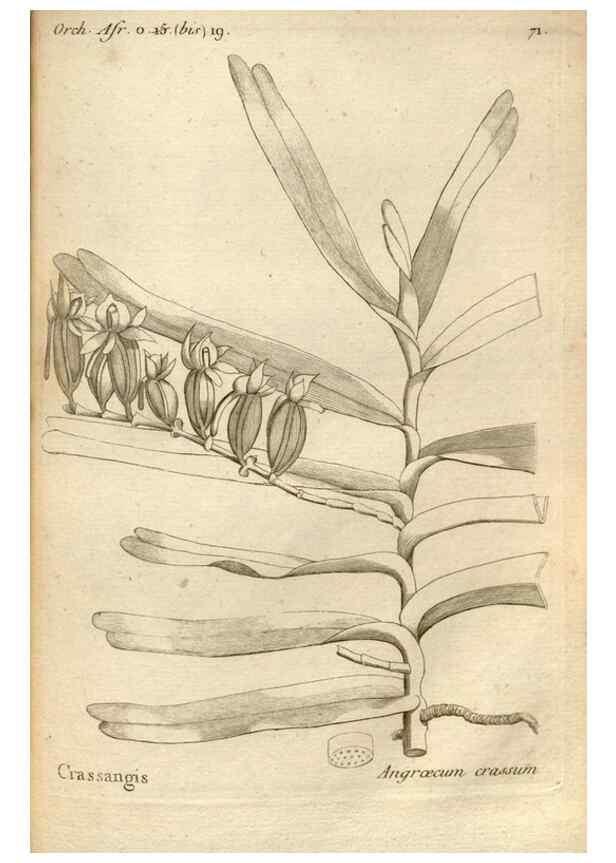 Reproducción/Reproduction 49121437201: Histoire particulière des plantes Orchidées recueillies sur les trois îles australes d'Afrique, de France, de Bourbon et de Madagascar /. Paris :L'auteur,1822.. 