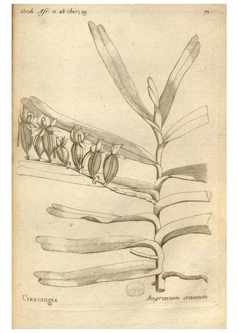 Reproducción/Reproduction 49121437201: Histoire particulière des plantes Orchidées recueillies sur les trois îles australes d'Afrique, de France, de Bourbon et de Madagascar /. Paris :L'auteur,1822.. 