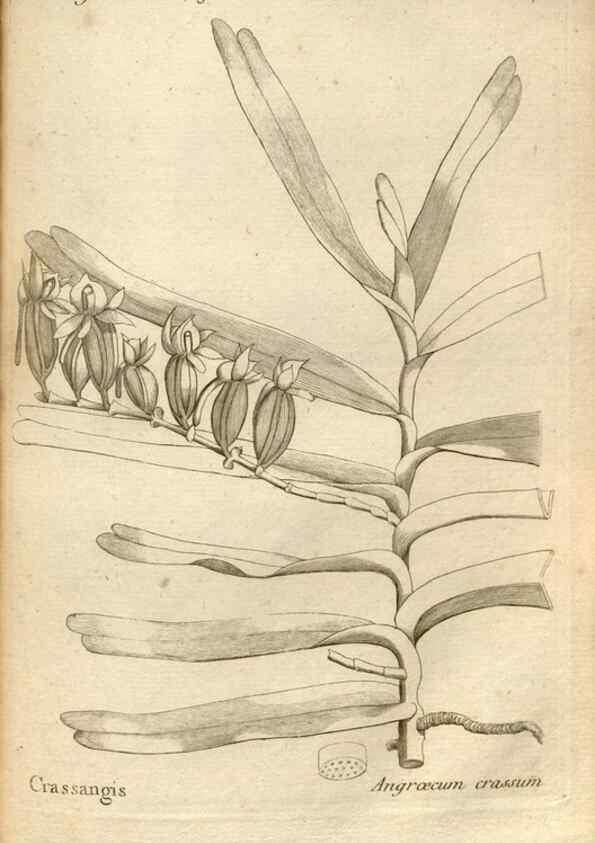 Reproducción/Reproduction 49121437201: Histoire particulière des plantes Orchidées recueillies sur les trois îles australes d'Afrique, de France, de Bourbon et de Madagascar /. Paris :L'auteur,1822.. 