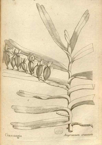 Reproducción/Reproduction 49121437201: Histoire particulière des plantes Orchidées recueillies sur les trois îles australes d'Afrique, de France, de Bourbon et de Madagascar /. Paris :L'auteur,1822.. 