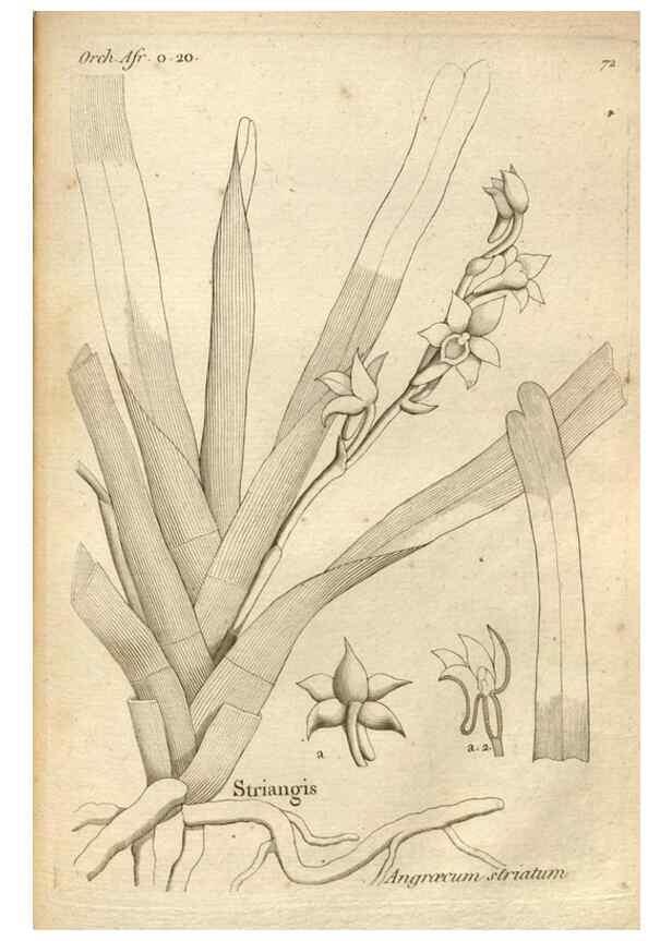 Reproducción/Reproduction 49121628257: Histoire particulière des plantes Orchidées recueillies sur les trois îles australes d'Afrique, de France, de Bourbon et de Madagascar /. Paris :L'auteur,1822.. 